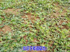 獨(dú)定子圖片/金鐵鎖中藥材基地直銷(xiāo)種子圖3