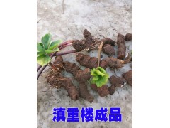 一米高的重樓基地*會(huì)澤駕車重樓基地*重樓種子信息供應(yīng)商圖1