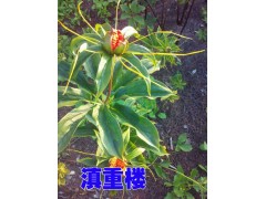 一米高的重樓基地*會(huì)澤駕車重樓基地*重樓種子信息供應(yīng)商圖2