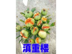 一米高的重樓基地*會(huì)澤駕車重樓基地*重樓種子信息供應(yīng)商圖3