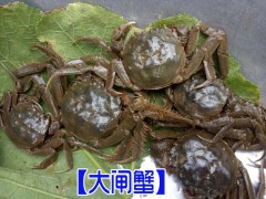 專業(yè)的大閘蟹養(yǎng)殖場(chǎng)◆昆明安寧市溫泉鎮(zhèn)水產(chǎn)養(yǎng)殖場(chǎng)圖1