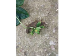 會(huì)澤重樓種子多少一公斤？曲靖市會(huì)澤縣駕車重樓種植園圖2
