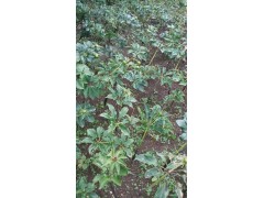 會(huì)澤重樓種子多少一公斤？曲靖市會(huì)澤縣駕車重樓種植園圖3