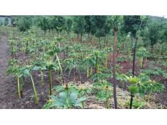 重樓小苗哪里能買到？一畝地需要多少重樓苗圖2