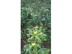 會(huì)澤金線重樓2-5年重樓種苗087164155848圖2