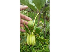 正宗燈臺(tái)七、鐵燈臺(tái)種苗會(huì)澤銷售信息%會(huì)澤縣駕車重樓種植園圖1