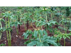 正宗燈臺(tái)七、鐵燈臺(tái)種苗會(huì)澤銷售信息%會(huì)澤縣駕車重樓種植園圖3