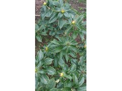 會澤重樓育苗*優(yōu)質(zhì)重樓種子苗銷售圖2