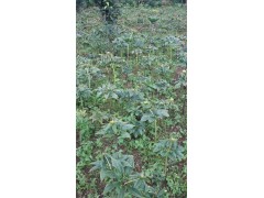 會澤重樓育苗*優(yōu)質(zhì)重樓種子苗銷售圖3