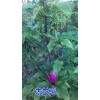 木蘭花樹苗（別名林蘭、木欄、桂欄、杜蘭）廠家批發(fā)/供應信息