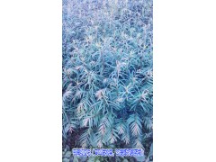 云南紅豆杉種植繁育廠家批發(fā)%云南紅豆杉銷售歡迎選購圖2
