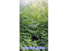 云南紅豆杉種植繁育廠家批發(fā)%云南紅豆杉銷售歡迎選購圖3