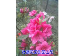 杜鵑花（陽山紅、山石榴）苗圃#杜鵑花苗木批發(fā)價格圖1