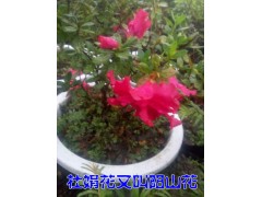 杜鵑花（陽山紅、山石榴）苗圃#杜鵑花苗木批發(fā)價格圖2
