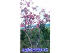 杜鵑花（陽山紅、山石榴）苗圃#杜鵑花苗木批發(fā)價格圖3