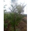 羅漢松苗/云南羅漢松批發(fā)價格/羅漢松樹苗銷售信息