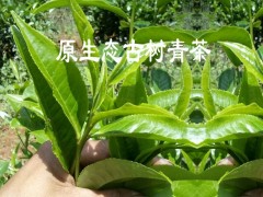 保山單株生散茶批發(fā)#古茶樹批發(fā)生采購價(jià)格圖3