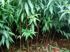 云南開(kāi)遠(yuǎn)市羊街期不底桃苗基地#桃苗基地圖2