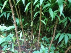 貴州實(shí)生桃子苗|云南開(kāi)遠(yuǎn)桃苗價(jià)格|云南開(kāi)遠(yuǎn)核苗批發(fā)圖3