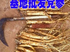 臭參大規(guī)模種植-昭通臭黨參基地-新鮮臭黨參銷售圖3