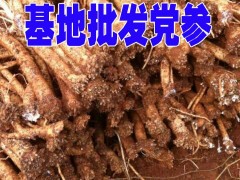 云南臭參種子價格&臭參銷售價格-昭通臭黨參供應圖2