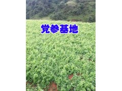 云南臭參種子價格&臭參銷售價格-昭通臭黨參供應圖3