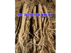 2019優(yōu)質(zhì)云南昭通黨參行情價(jià)格#黨參種植技術(shù)及價(jià)格圖3