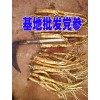 黨參種植基地市場(chǎng)/報(bào)價(jià)臭黨參供貨商