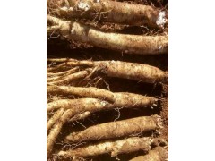 黨參種植基地市場/報價臭黨參供貨商圖3