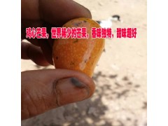云南雞心芒果/世界稀少的芒果，香味獨特，甜味超好圖3