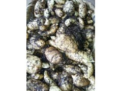 天麻多少一公斤？麗江天麻種植技術(shù)圖2