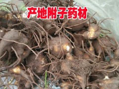 麗江附子（也叫草烏、鹽烏頭、鵝兒花）銷售信息/優(yōu)質(zhì)附子直銷圖1