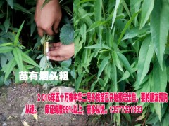 冬桃苗價(jià)格&冬桃苗(王)基地批發(fā)&優(yōu)質(zhì)冬桃苗銷(xiāo)售信息圖1