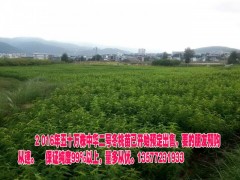 冬桃苗價(jià)格&冬桃苗(王)基地批發(fā)&優(yōu)質(zhì)冬桃苗銷(xiāo)售信息圖3