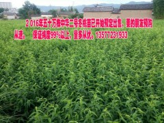 冬桃在什么海拔好@中華二號(hào)冬桃苗專家13577231933圖1