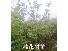 桂花苗圃/桂花種植基地價格#桂花樹苗批發(fā)市場報價圖2