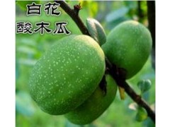 2018白花酸木瓜什么價(jià)格?保山龍陵白花酸木瓜批發(fā)評價(jià)圖片圖3