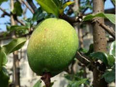 云南白花酸木瓜價格|紅河白花酸木瓜批發(fā)價格圖1