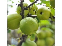 云南白花酸木瓜價格|紅河白花酸木瓜批發(fā)價格圖2