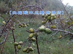 保山龍陵白花酸木瓜種植戶直銷|哪里有白花酸木瓜供貨商圖1