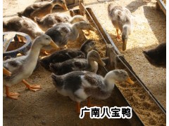 八寶鴨多少錢一只*今日八寶鴨批發(fā)價(jià)格*生態(tài)養(yǎng)殖八寶鴨行情圖2