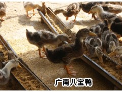 八寶鴨多少錢一只*今日八寶鴨批發(fā)價(jià)格*生態(tài)養(yǎng)殖八寶鴨行情圖3