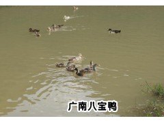 優(yōu)質(zhì)八寶鴨養(yǎng)殖基地廠家圖3