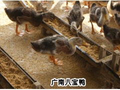 八寶鴨采購(gòu)信息@云南八寶鴨哪里有銷售?圖1