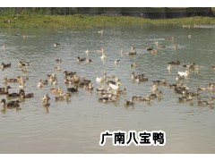 八寶鴨&八寶鴨供應(yīng)&八寶鴨養(yǎng)殖場(chǎng)銷(xiāo)售供應(yīng)圖2