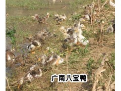 八寶鴨&八寶鴨供應(yīng)&八寶鴨養(yǎng)殖場(chǎng)銷(xiāo)售供應(yīng)圖3