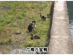 廣南縣八寶鎮(zhèn)里乍八寶鴨養(yǎng)殖場(chǎng)產(chǎn)品供應(yīng)信息圖1