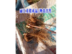 永勝重樓產(chǎn)地| 重樓產(chǎn)地種苗供貨商信息圖1