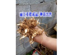 2017重樓種苗批發(fā)價(jià)格*求購重樓就到麗江永勝重樓種植基地圖2