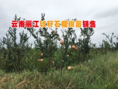 麗江石榴樹價(jià)格% 云南石榴樹苗基地%云南軟籽石榴種苗銷售圖1
